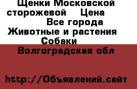 Щенки Московской сторожевой  › Цена ­ 25 000 - Все города Животные и растения » Собаки   . Волгоградская обл.